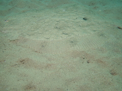 Scophthalmus rhombus