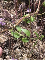 Phacelia vallis-mortae