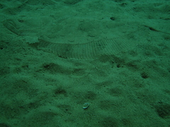 Scophthalmus rhombus