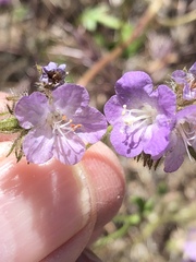 Phacelia vallis-mortae