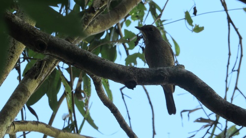 Forest Rock Thrush (Monticola sharpei), photo 7
