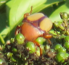 Anisorrhina serripes