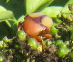 Anisorrhina serripes