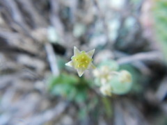 Crassula nemorosa