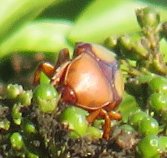 Anisorrhina serripes