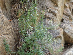 Ericameria cuneata