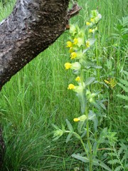 Rhinanthus serotinus