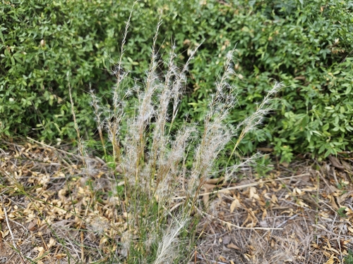 Image of Jarava plumosa by (c) Marc Riera, some rights reserved (CC BY)