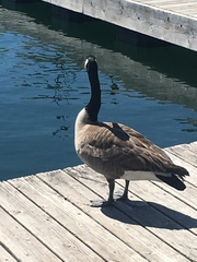 Branta canadensis