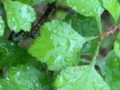 Crataegus margarettae