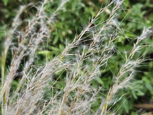 Image of Jarava plumosa by (c) Marc Riera, some rights reserved (CC BY)