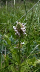 Stachys pycnantha