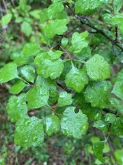 Crataegus margarettae
