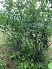 Crataegus margarettae