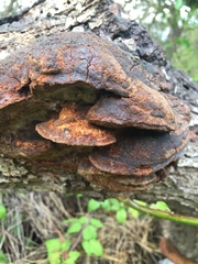 Phellinus pomaceoides