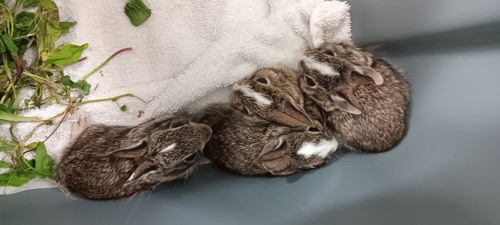 Eastern Cottontail photographed in Ohio
