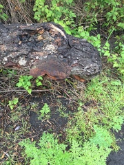 Phellinus pomaceoides