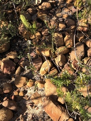 Phylica callosa