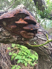 Phellinus pomaceoides