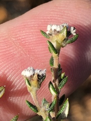 Phylica callosa