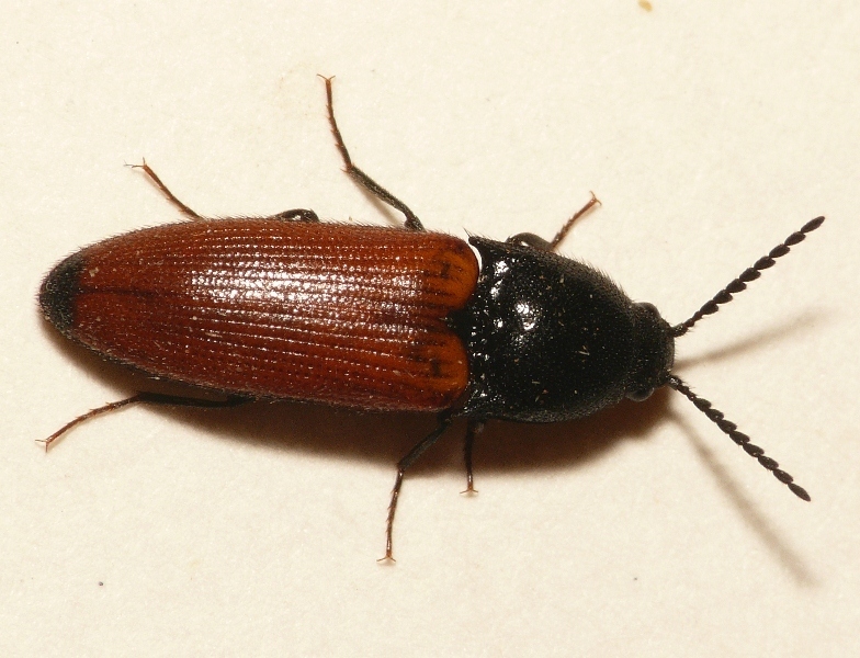 Ampedina