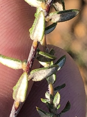 Phylica callosa