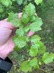 Crataegus margarettae