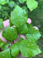 Crataegus margarettae