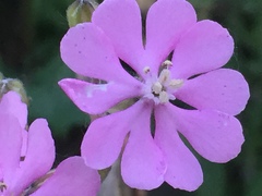 Silene colorata
