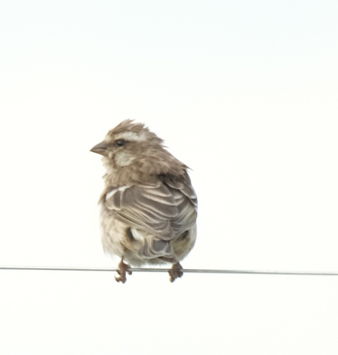 Reichenow's Seedeater (Crithagra reichenowi), photo 1
