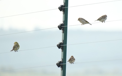Reichenow's Seedeater (Crithagra reichenowi), photo 7