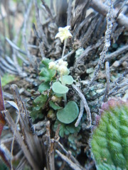 Crassula nemorosa