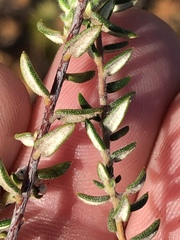 Phylica callosa