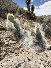 Opuntia diploursina