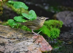 Helmitheros vermivorum