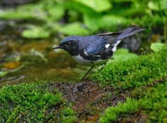 Setophaga caerulescens