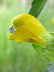Rhinanthus serotinus