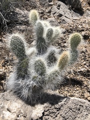 Opuntia diploursina