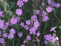 Silene colorata