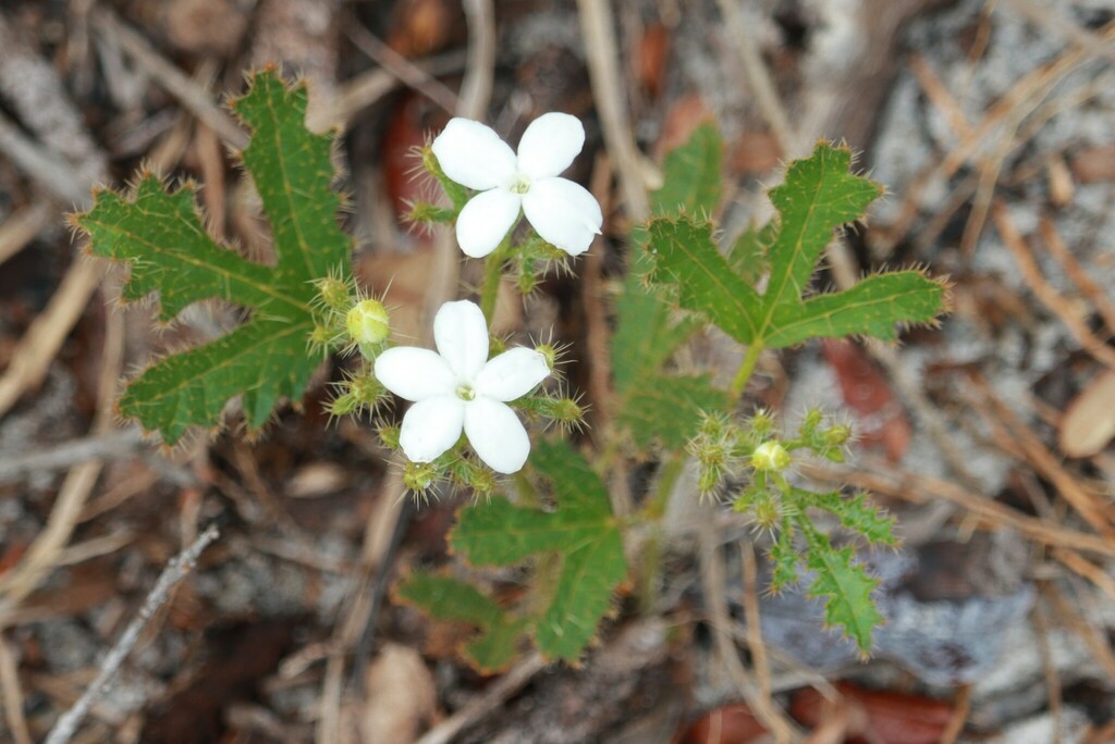 spurge nettle from Polk County, FL, USA on June 15, 2024 at 03:59 PM by ...