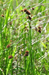 Juncus bolanderi