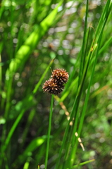 Juncus bolanderi