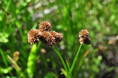 Juncus bolanderi