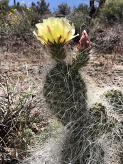 Opuntia diploursina