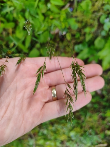 Anthoxanthum nipponicum (Anthoxanthum nipponicum)