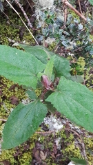 Munnozia