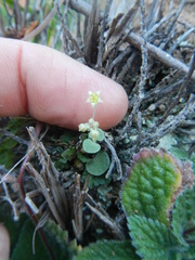 Crassula nemorosa