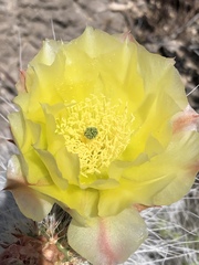 Opuntia diploursina