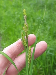 Carex shortiana