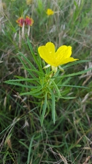 Oenothera berlandieri